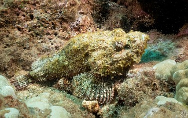 ThreeFingers-024 Things were looking up for this Scorpionfish at the Three Fingers dive site