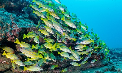 Large schools of Bluestripe Snapper, or ta'ape in Hawaiian, at the Turtle Bluffs dive site Tons of Bluestripe Snapper, or ta'ape in Hawaiian, at the Turtle Bluffs dive site