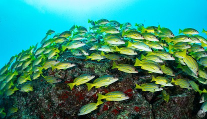 TurtleBluffs-005 And more schools of bluestripe snapper...