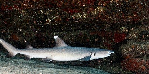 White Tip Reef Shark hanging out under one of the many ledges at Turtle Bluffs White Tip Reef Shark hanging out under one of the many ledges at Turtle Bluffs