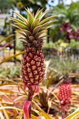 Hawaii2018-003 Pineapples of all ages and sizes