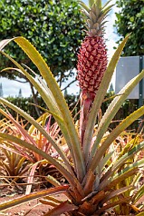 Hawaii2018-004 And more pineapple...