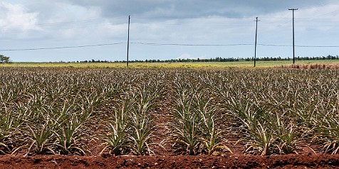 Hawaii2018-010 After about 10 minutes, one field of pineapples begins to look like another