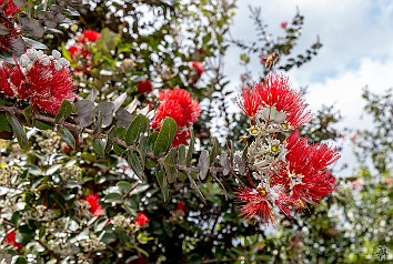 Hawaii2018-030 Ohia Lehua blossoms