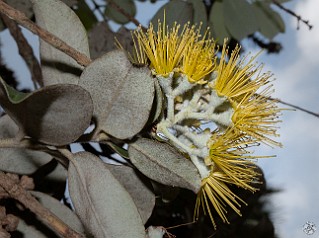 Hawaii2018-032 Yellow Ohia