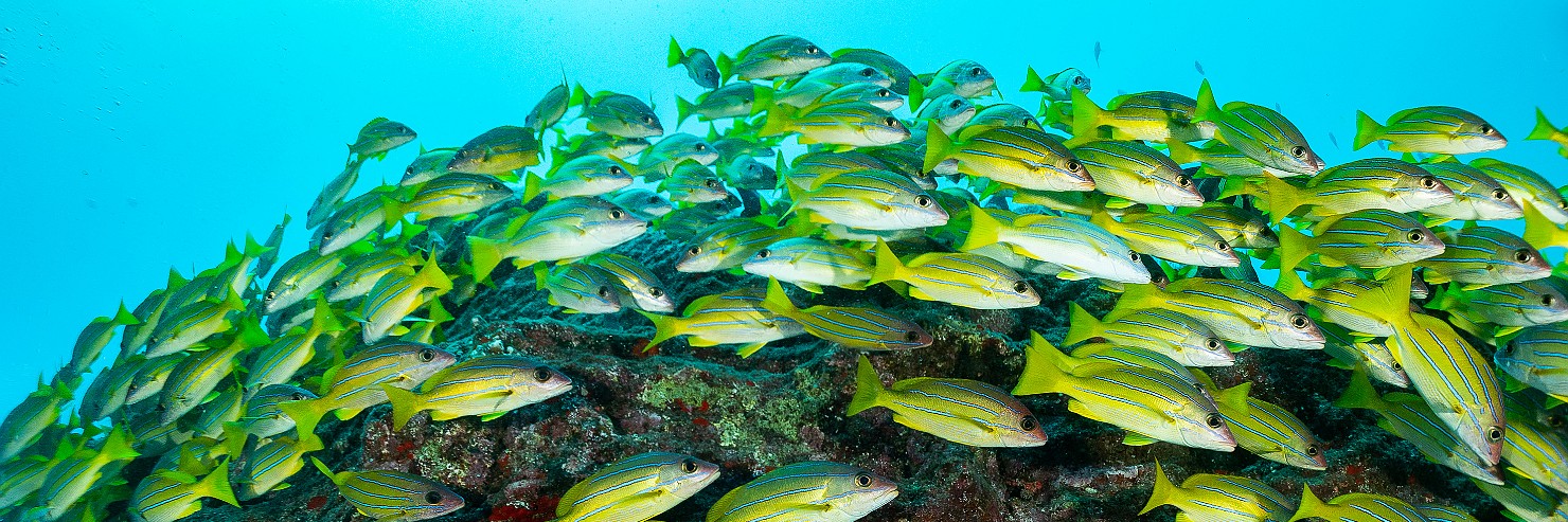 Diving North Shore diving was out of the question this trip because the road past Hanalei was still shutdown from the massive...