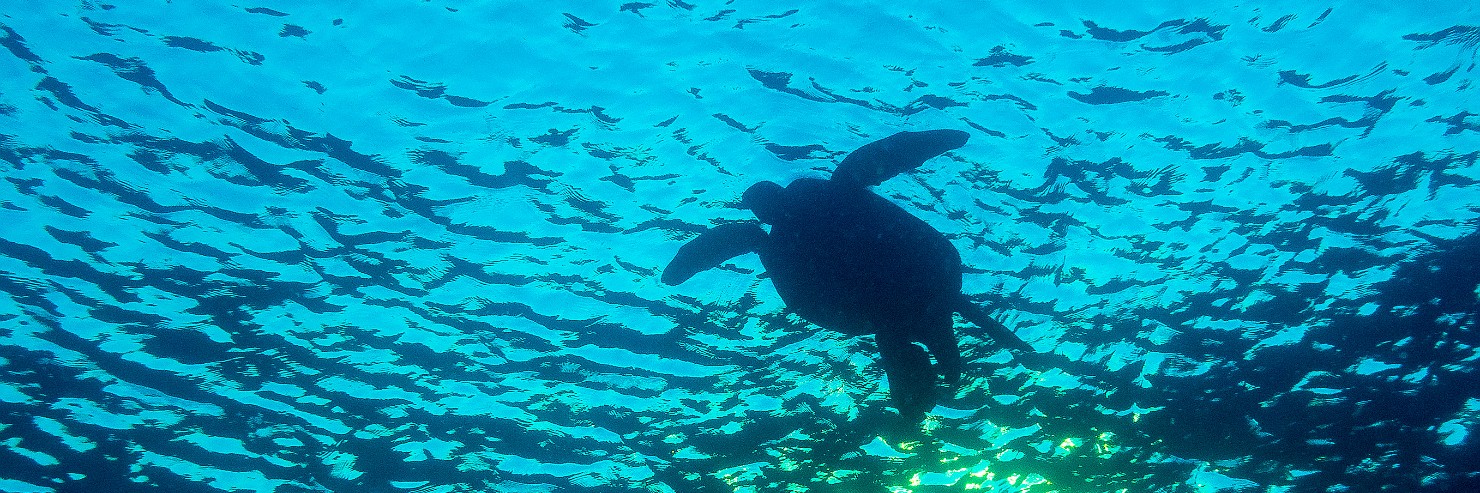 Diving