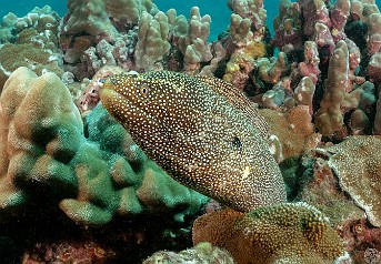 First day of diving this trip back to Kauai and the water at Koloa Landing was incredibly clear, maybe 50-60ft viz. Lots of Whitemouth Morays to be seen. First day of diving this trip, the water at Koloa Landing was incredibly clear. Lots of Whitemouth Morays to be seen.