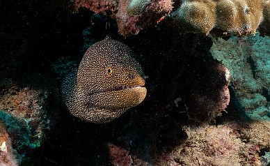 Whitemouth morays galore! Whitemouth morays galore!