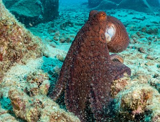 Late afternoon and overcast, so there was some cephalopod action to be seen. This guy gave us a show. It's pretty unusual to see an octopus out in the daytime, but this guy gave us a show