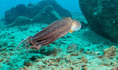 I am constantly amazed at how rapidly and thoroughly an octopus can change their coloration to match their surroundings. He barely inked us as he lifted off the coral head and instantly turned blue-gray to match the water. He swam fairly slowly (for an octopus), giving me plenty of chances to get a few good photos. He barely inked us as he swam fairly slowly (for an octopus) away, giving me plenty of chances to get a few good photos.