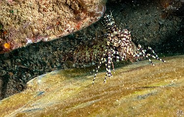 This Marbled Shrimp and its companion were scampering across the shell of a napping turle. Yes, that is the back of a turtle it is walking on. This Marbled Shrimp and its companion were scampering across the shell of a napping turle. Yes, that is the back of a turtle it is walking on.