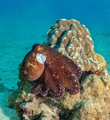 Second day back at Koloa Landing and the octopus were still out and about during the daytime. I think it was the relatively cloudy and gloomy conditions which may have confused them into thinking it was twilight? I think it was the cloudy and gloomy conditions yesterday afternoon that resulted in lots of octopus sightings which are normally only out and about at night