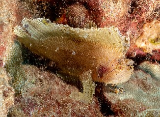 This Leaf Scorpionfish was a nice find towards the end of the dive This Leaf Scorpionfish was a nice find towards the end of the dive