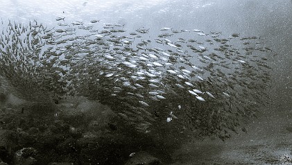 Huge bait ball of chubs or jacks, it was hard to tell which as they swarmed around me Huge bait ball of chubs or jacks, it was hard to tell which as they swarmed around me