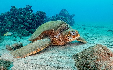 KauaiDiving2019-096 Second dive of the afternoon and Joe the Turtle was still napping in the exact same spot as an hour earlier