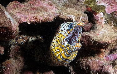 There be Dragon Morays! There be Dragon Morays!