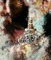 Yet another Marbled Shrimp scampering about during late afternoon Yet another Marbled Shrimp scampering about during late afternoon