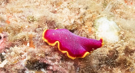 KauaiDiving2019-127 Fuchsia Flatworm scurrying about
