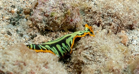 Visibility was pretty poor this day, so we went to a dive site I had never been to before just outside the Kukuiula boat harbor called Jenny's Valley. Unfortunately, I had my wideangle wet lens on, so this was the best pic I could get of this Divided or Tiger Flatworm. Tiger or Divided Flatwworm