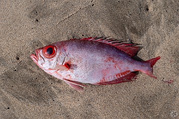 Kauai 2019-044 This squirrelfish or soldierfish did not make a successful transition to air-breathing land animal