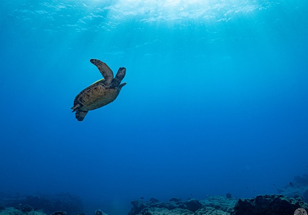Diving