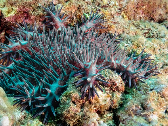 Diving-004 Crown of Thorns starfish