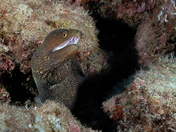 Diving-013 Whitemouth Moray