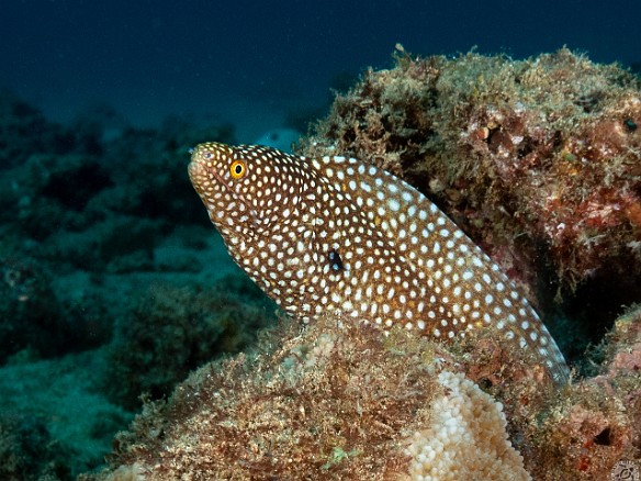 Whitemouth Moray Another Whitemouth Moray