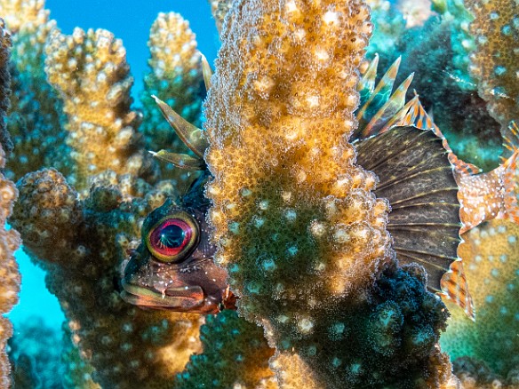 This was a really cool first for me, a Hawaiian Green Lionfish. Not only that was the fact it was out and about in broad daylight. This was a really cool first for me, a Hawaiian Green Lionfish. Not only that was the fact it was out and about in broad daylight.