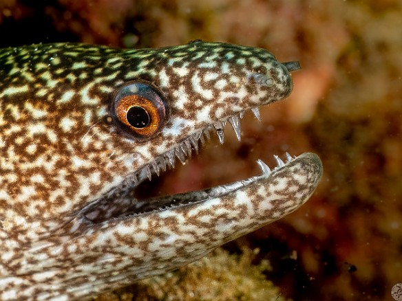 Macro Moray Maw Macro Moray Maw