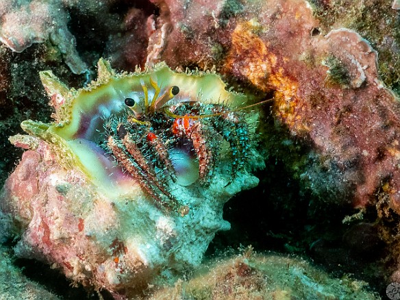 Tiny hermit crab inside a whelk shell Tiny hermit crab inside a whelk shell