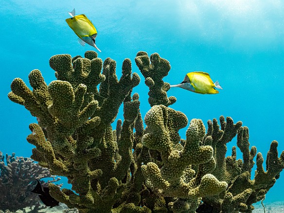 Pair of Forcepsfish or Common Longnose Butterflyfish on a head of cauliflower coral at Harbor Ledges Pair of Forcepsfish or Common Longnose Butterflyfish on a head of cauliflower coral at Harbor Ledges