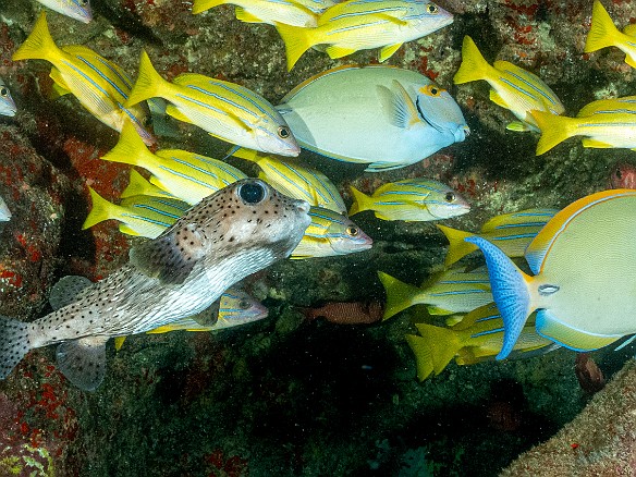 Diving-111 It was humorous watching this Spotted Porcupinefish trying to blend into a roving school of Bluestripe Snapper and Whitespine Surgeonfish, as if 