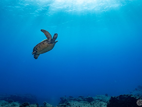 Almost to the surface! I love the fact that I managed to capture a few bubbles of this baby honu's exhale. Almost there! I love the fact that I managed to capture a few bubbles of this baby honu's exhale.