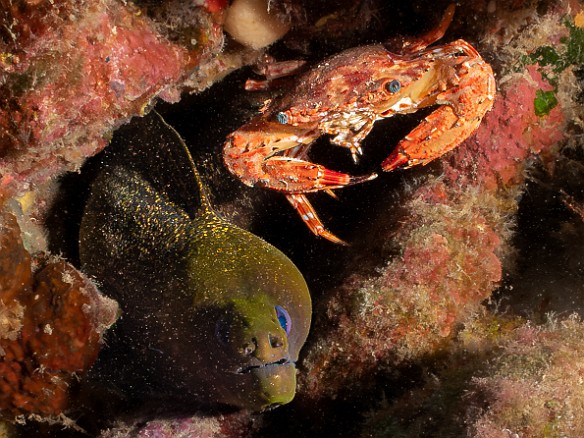 Best buds and roommates forever - an Undulated Moray and a Hawaiian Swimming Crab 🐍🦀 Best buds and roommates forever - an Undulated Moray and a Hawaiian Swimming Crab 🐍🦀