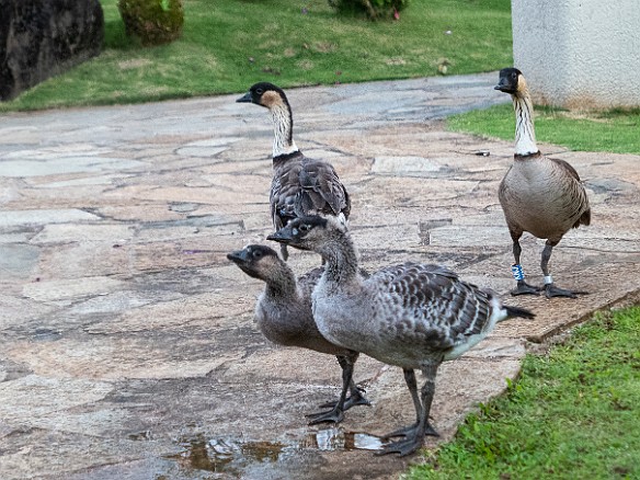 Kauai-025 Nene family - mom and dad checking out the HBR pool with the young'uns who haven't been banded yet