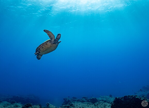 Diving One of my goals for the trip was to achieve my Rescue Diver and Emergency First Responder certifications. The e-learning...