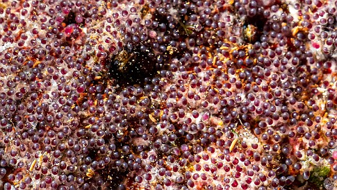 FishBowl20220202-002 Close-up of a mat of Sergeant Major eggs hoping to hatch before they get eaten by predators