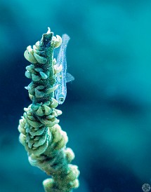 FishBowl20220202-004 A wire coral goby, on what else but a stalk of wire or whip coral. Lit from behind it looks almost completely transparent. These guys are tiny, probably 1/2 -...