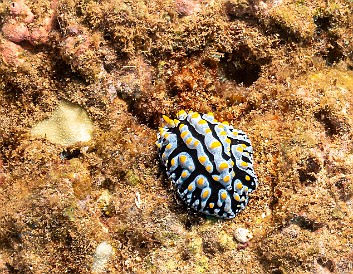 HarborLedges20220128-010 Large Fried-Egg Nudibranch at Harbor Ledges dive site