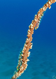 HarborLedges20220211-008 What's better than one wire coral goby? Of course it's two goby's! This shot I lit more from the front so while they are mostly transparent, you can see the...