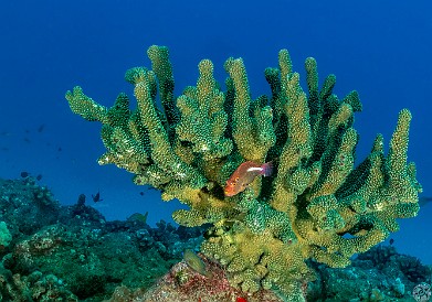 HarborLedges20220211-009 Arc-eyed Hawkfish guarding it's spot on the head of coral