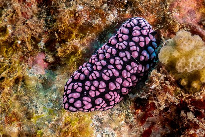 HarborLedges20220211-012 Phyllidiella Pustulosa is fairly common, but this is the first decent photo that I've captured. Their bright pink / fuscia color is hard to miss.