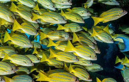 SheratonCaverns20220128-008 Schools of Bluestripe Snapper at Sheraton Caverns