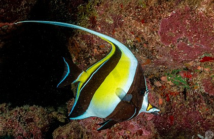 SheratonCaverns20220128-013 Moorish Idol