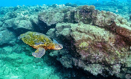 SheratonCaverns20220128-027 Lots of honu action on top of the Sheraton Caverns reef