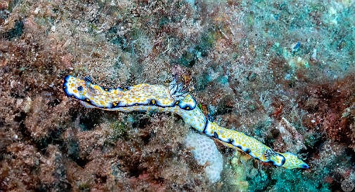 SheratonCaverns20220211-010 Hypselodoris Imperialis, commonly known as the Imperial Nudibranch, are often seen like this in pairs trailing each other head-to-tail. No one is sure why they...