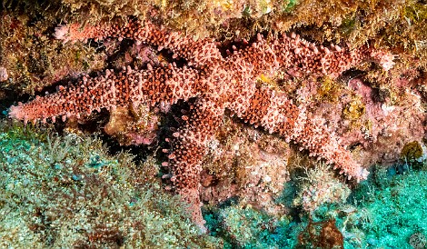 SheratonCaverns20220211-017 A Fisher's Sea Star tucked under a rock outcropping