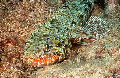 SheratonCaverns20220211-020 Hawaiian Lizardfish